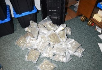 Cannabis saisi SPAL.jpg